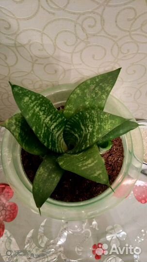 Сансевиерия