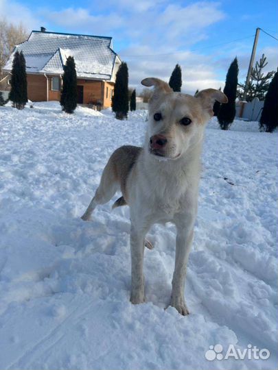 Собака в добрые руки