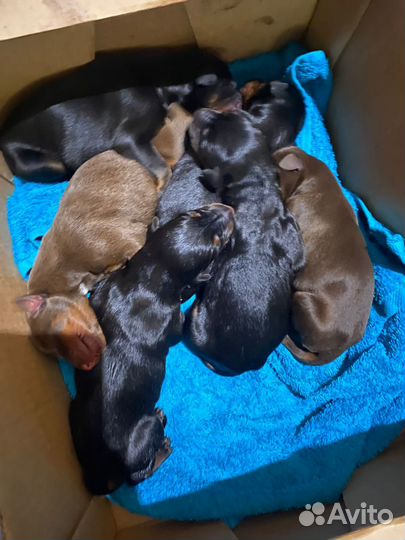 Животное собака