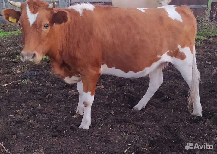 Коровы молодая с теленками