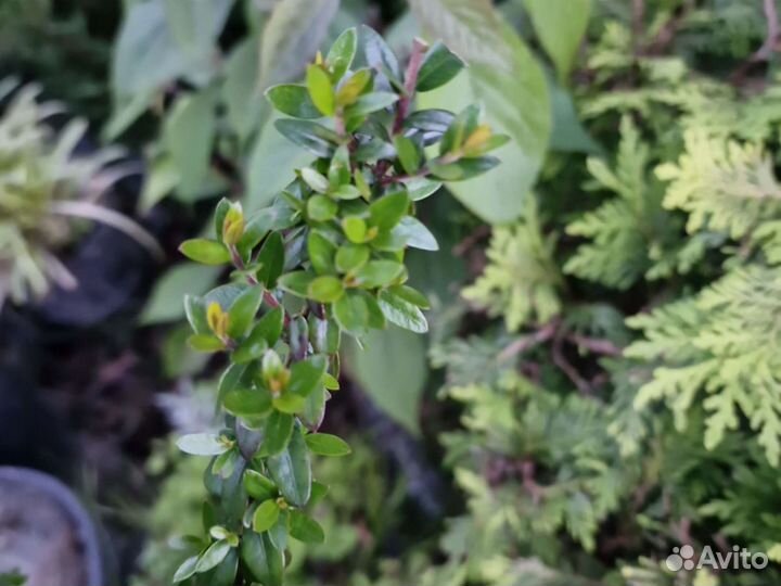 Мирт 2 сорта