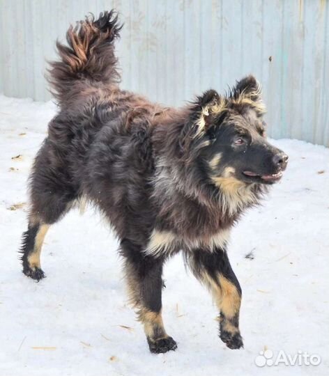 Наринэ. Добрейшая собака в надежные руки