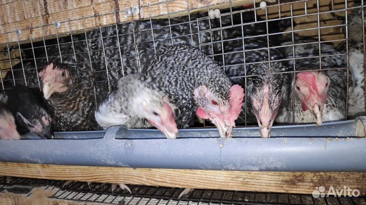 Куры и Петухи