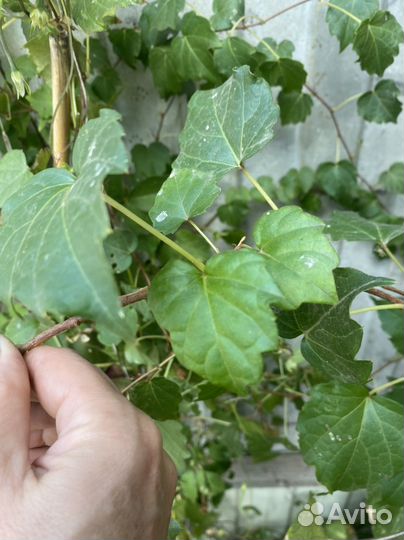 Плющ,почвопокровники