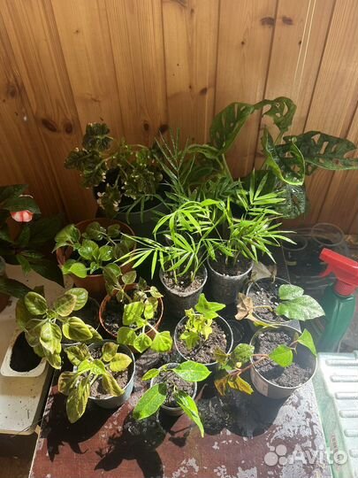 Колеус, аглаонема, пеперомия, ирезине и другие