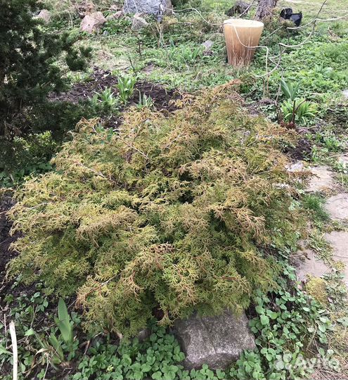 Декоративные растения