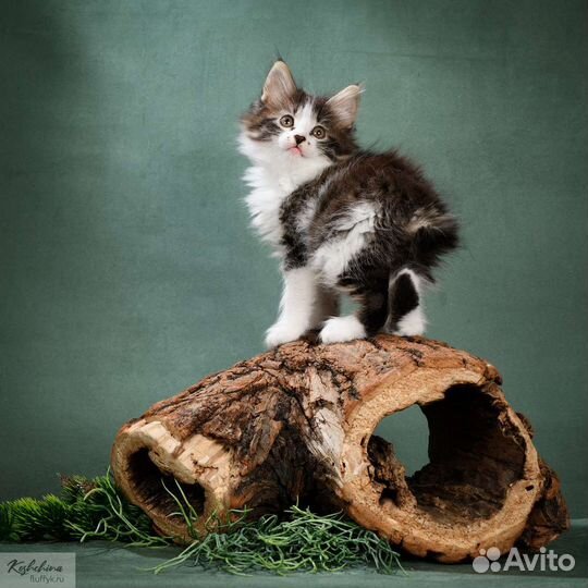 Котята курильский бобтейл