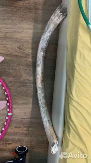 Бивень мамонта