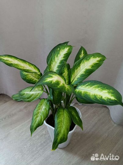Аглаонема Крит, диффенбахия кустовая низкорослая