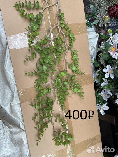 Ампельные растения