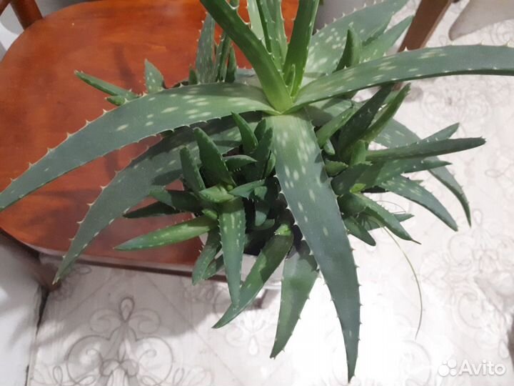 Кактус алоэ вера