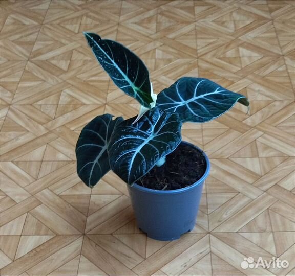Алоказия Блэк Вельвет / Alocasia Black Velvet
