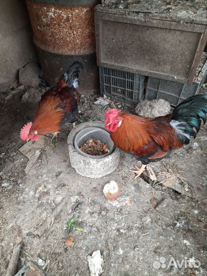 Петух,хозяин двора,в рязани