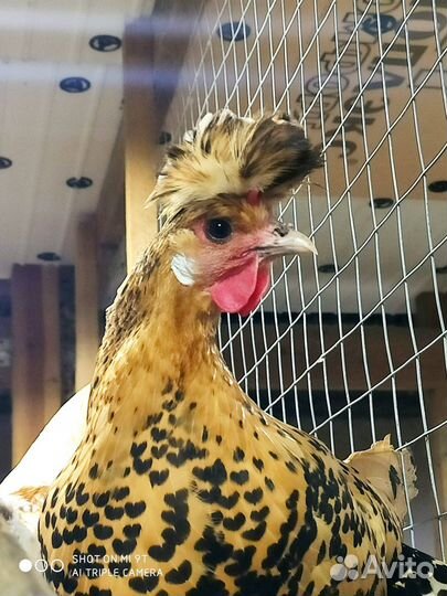 Ия Аппенцеллер