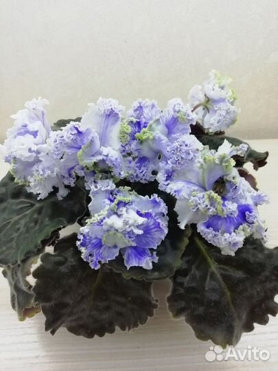 Фиалки 75 сортов