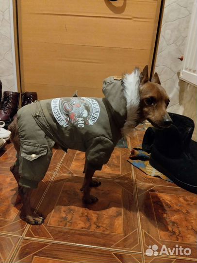 Выгул собак