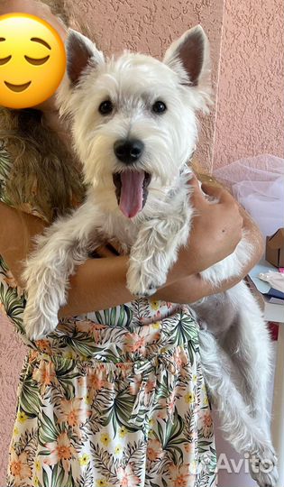 Вест хайленд уайт терьер