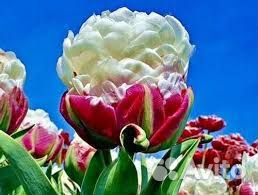 Тюльпаны пломбир