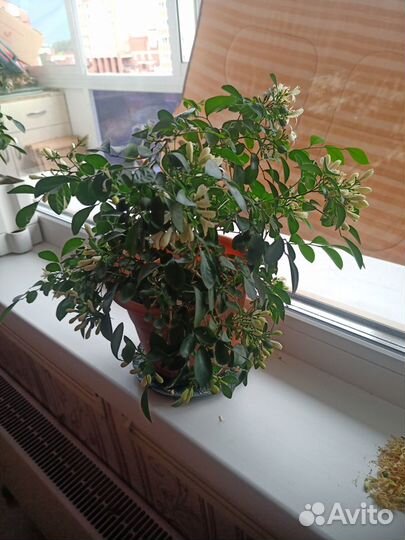 Муррайя метельчатая