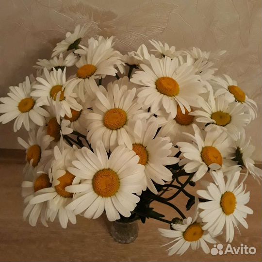 Ромашка (нивяник) садовая