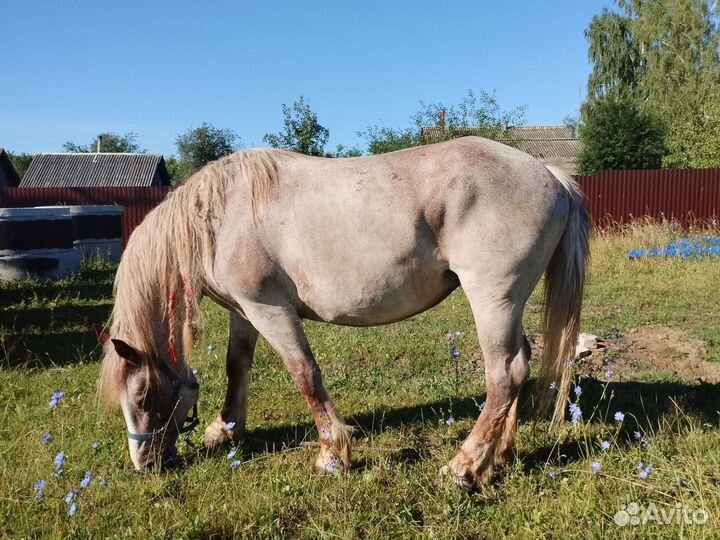 Лошади тяжеловозы кобылы