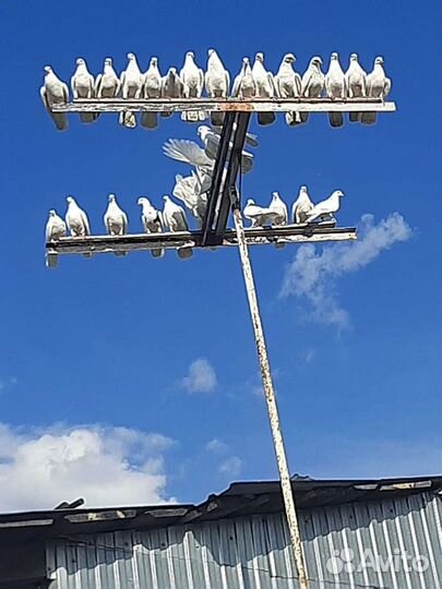 Белые голуби