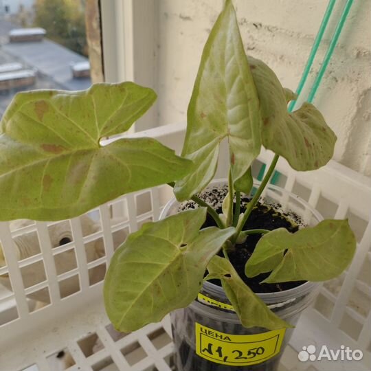 Сингониумы сортовые