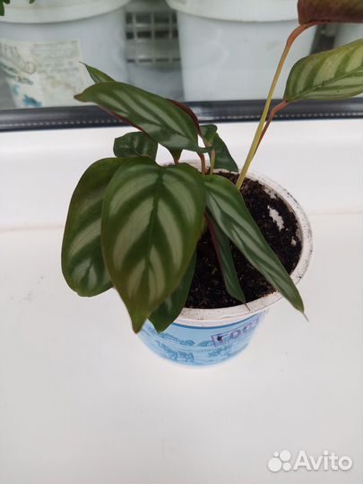 Много комнатных цветов