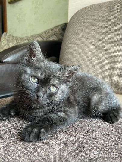 Британская кошка