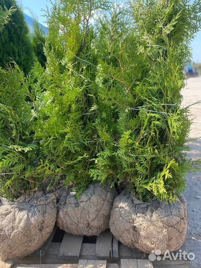 Туя Брабант 120-140см