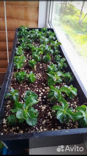 Адениумы dorset horn барашки