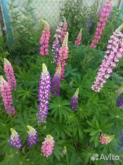 Семена люпина (смесь окрасок)