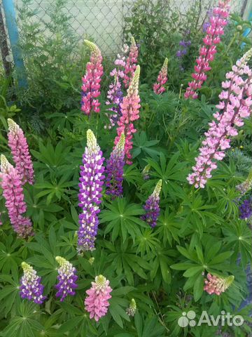 Семена люпина (смесь окрасок)