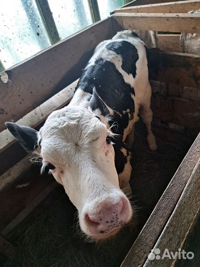 Бык телятки