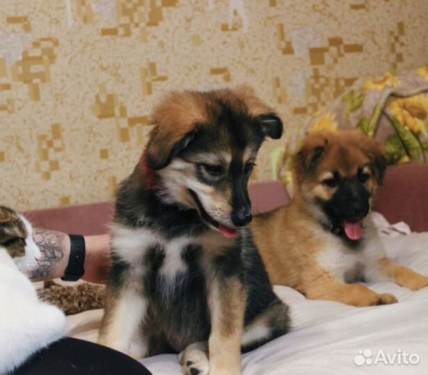 Улыбака Берта 2 месяца