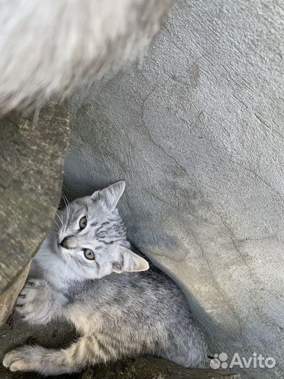 Котят в добрые руки