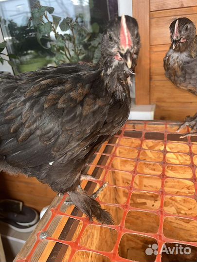 Куры мараны