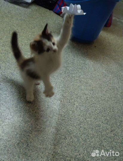 Котёнок