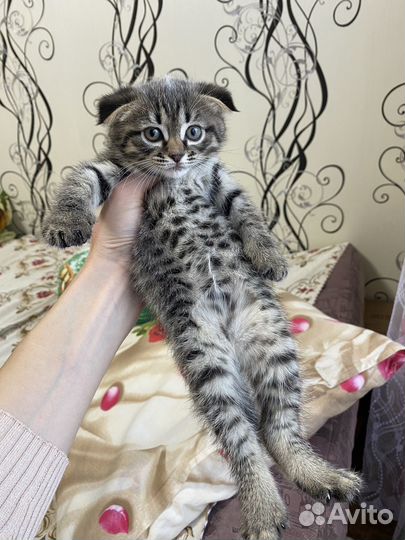 Шотландские вислоухие котята
