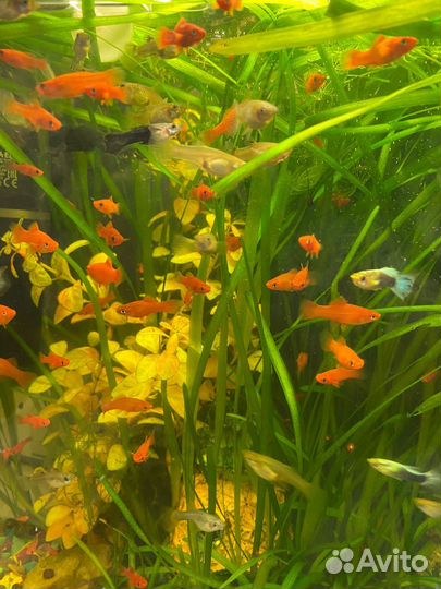 Аквариумные рыбки и растения