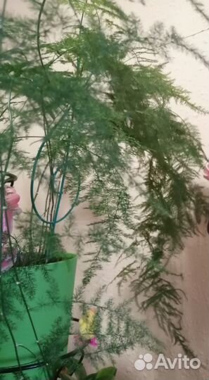 Комнатные цветы