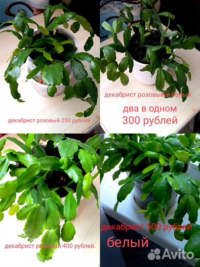 Комнатные цветы