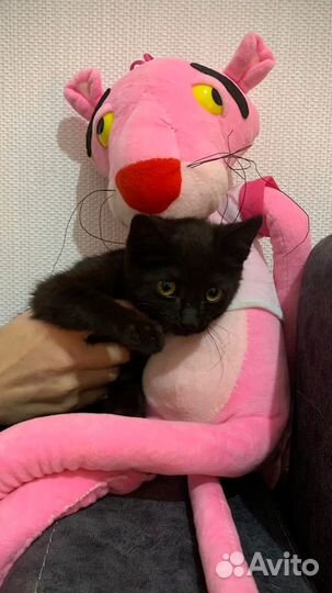 Кошка в дар бесплатно