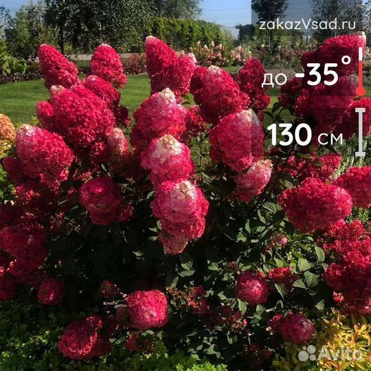 Гортензия метельчатая Самарская Лидия