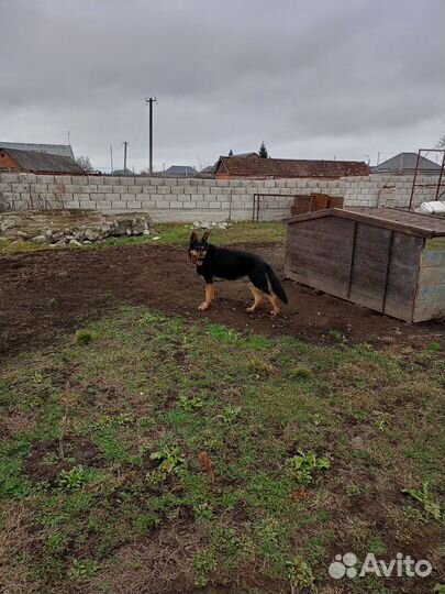 Немецкая овчарка вязка