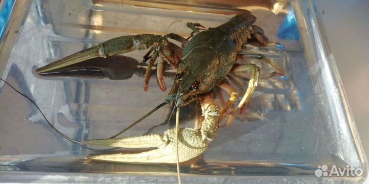 Живые раки, Варёные раки в Троицком районе