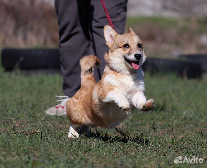 Девочки вельш корги пемброка