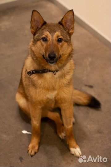 Собака Лиса