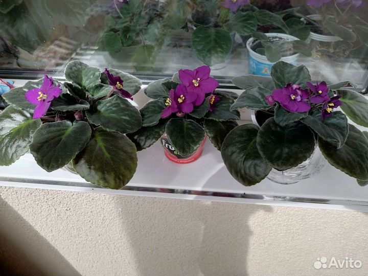 Комнатные цветы фиалки