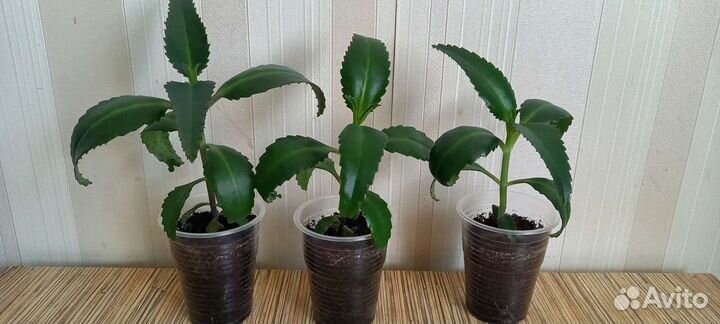 Каланхоэ лечебное